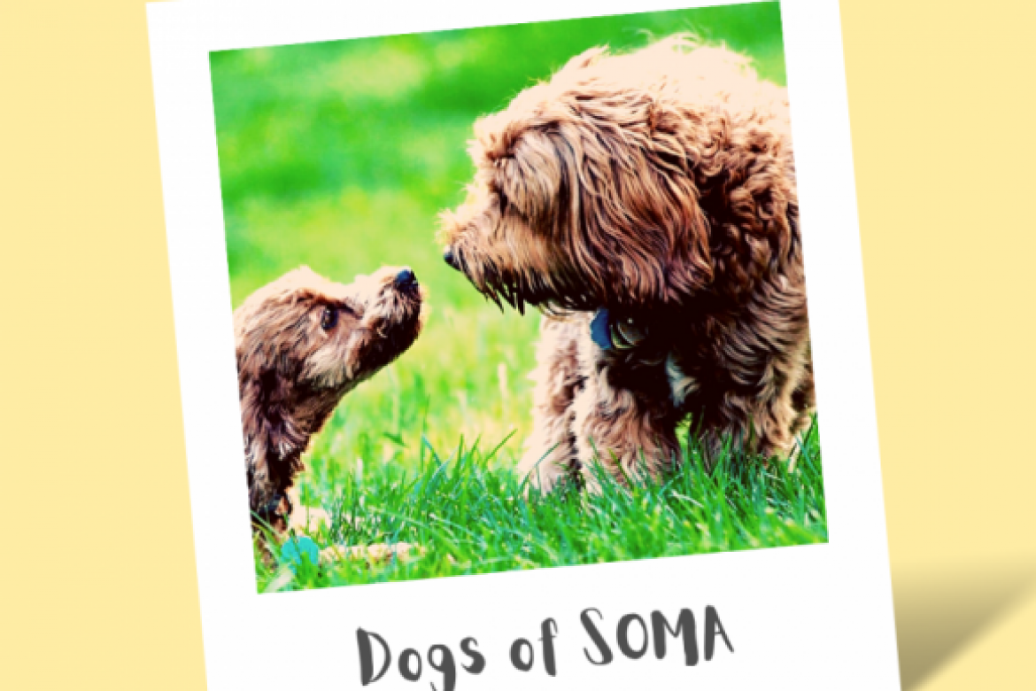 Dogs of SOMA Calendar!!!
